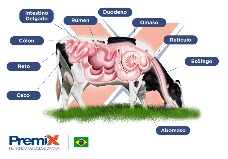 Anatomia Bovina Conhe A O Sistema Digestivo Blog Premix