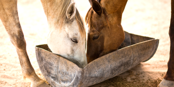 Saiba Tudo Sobre Sal Mineral Para Cavalo Blog Premix