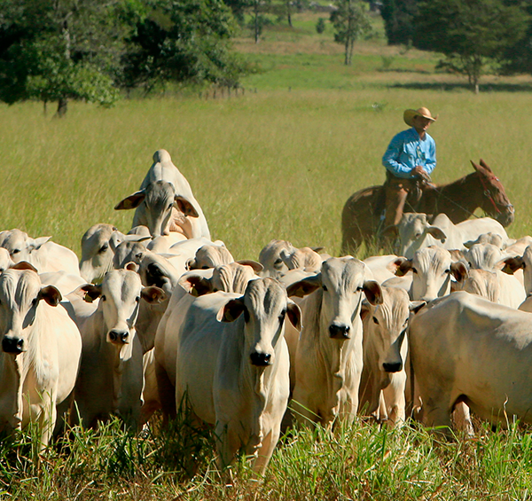 Você conhece o Plano ABC Agropecuária de Baixo Carbono