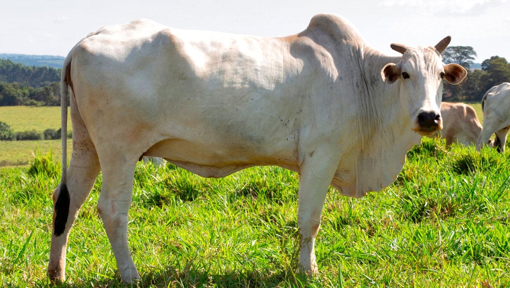 Escore de Condição Corporal um indicador chave