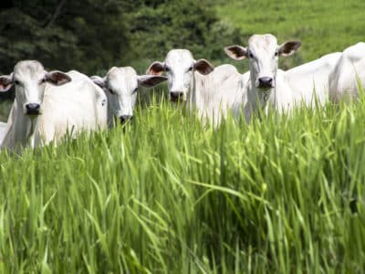 5 cuidados essenciais com o pasto na pecuária