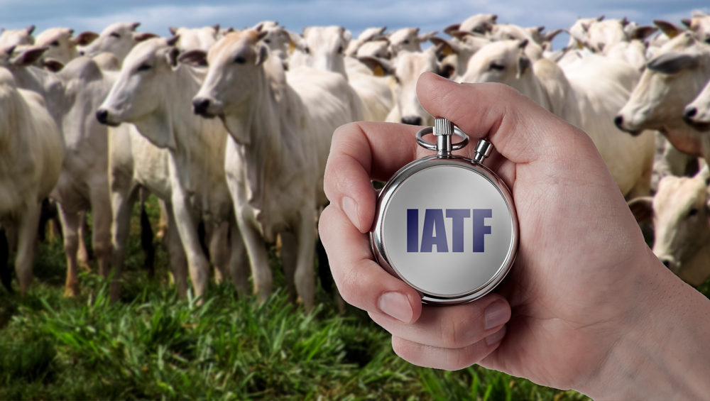 IATF: O que é e quais são as vantagens?
