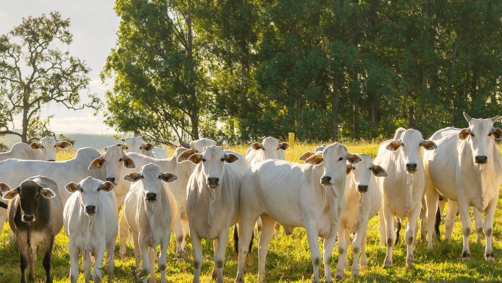 Saiba mais sobre a pecuária sustentável!