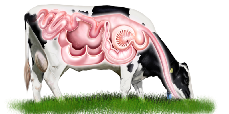 Anatomia bovina: Conheça o sistema digestivo