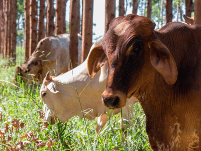 Bois se alimentando de pasto em um sistema de integração lavoura pecuária floresta.
