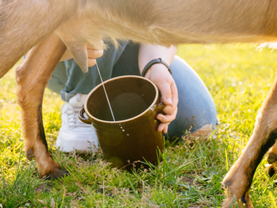 Pessoa retirando o leite da cabra através de um balde.