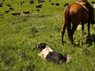 Cão de pastoreio da raça Border Collie deitado no pasto admirando bois pretos da raça Angus ao fundo.