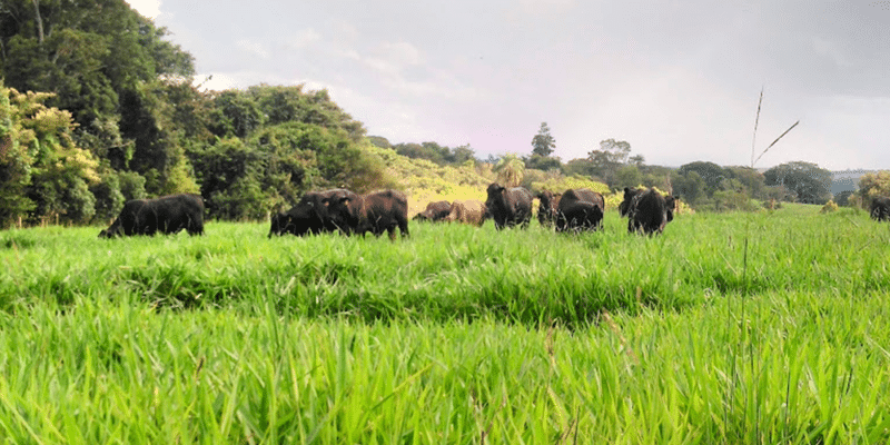 Bovinos da raça Angus realizando pastejo em um pasto denso e verde.