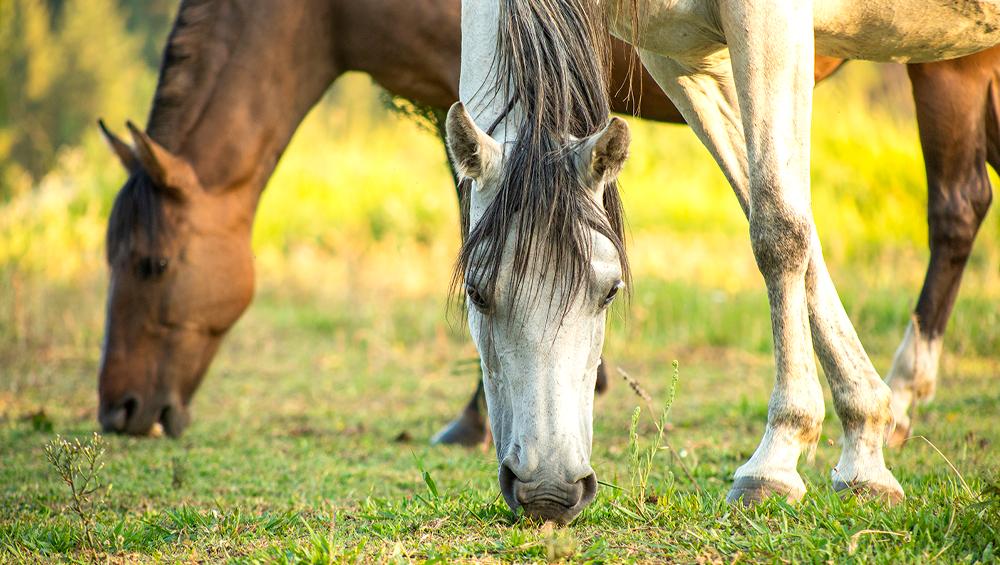 Dente de cavalo: 4 problemas mais comuns - Blog Premix