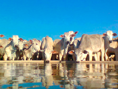 Bebedouro para gado grande com boiada bebendo água.