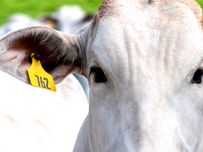 Cabeça de bovino da raça Nelore, com brinco bovino amarelo na orelha esquerda.