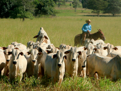 5 dicas para o manejo dos cavalos na fazenda. - Blog Premix