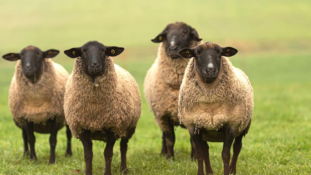 Quatro ovelhas Suffolk em um pasto verde. 