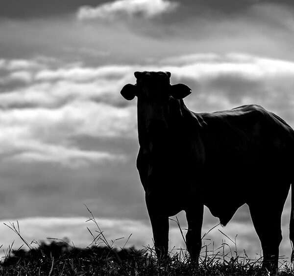 Preparado para o clima de transição seca para águas?