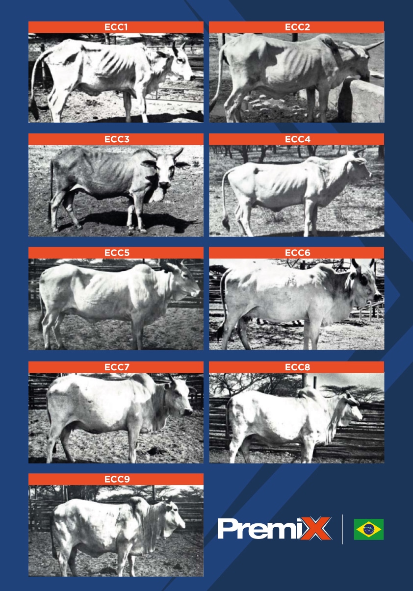 Imagem comparativa de escores de condição corporal de bovinos. Escala variando de 1 a 9. 