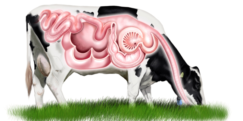Conheça o sistema digestivo dos ruminantes