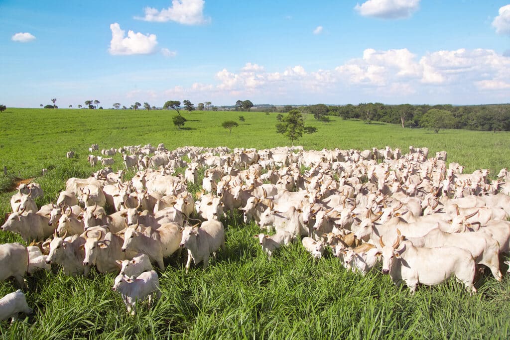 Nutrição Animal a Pasto