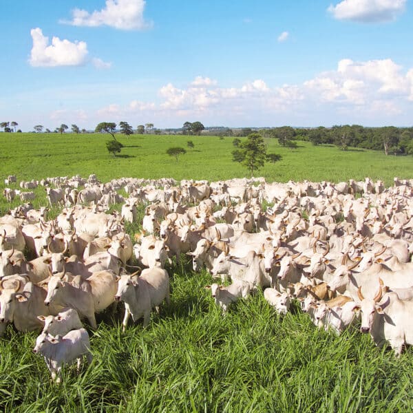 Nutrição Animal a Pasto