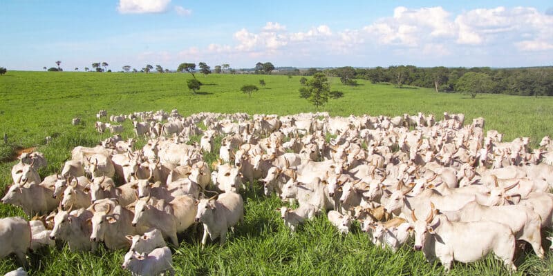 Nutrição Animal a Pasto