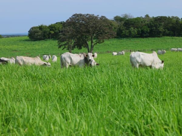 Antecipação na Compra de Sementes Forrageiras: A Estratégia que Garante Pastagem de Alta Performance!