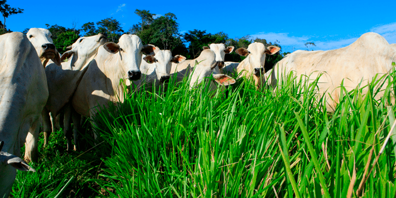 Renovação ou Recuperação de Pastagens