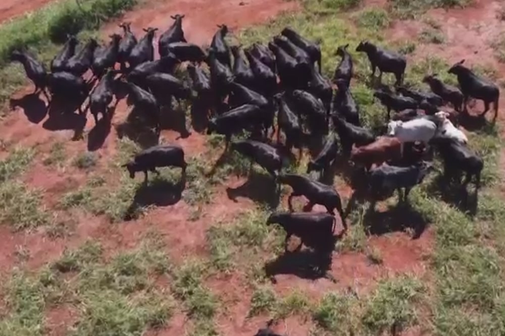 Premix impulsiona excelentes resultados em novilhas Angus no MS