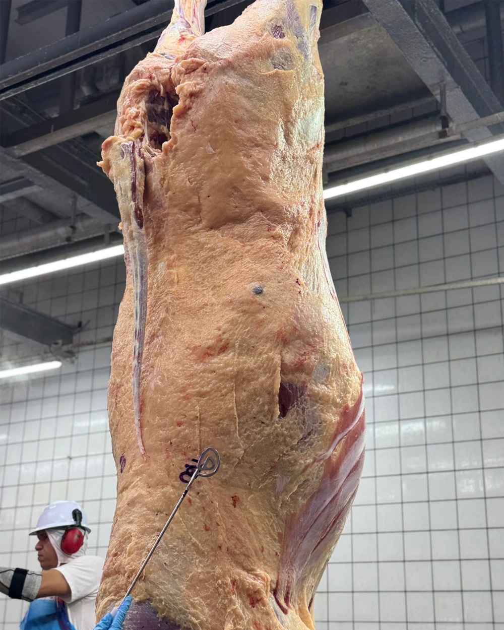 Premix impulsiona excelentes resultados em novilhas Angus no MS