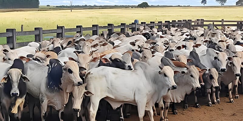 Fazenda Paraíso atinge alta rentabilidade com projeto de recria a pasto