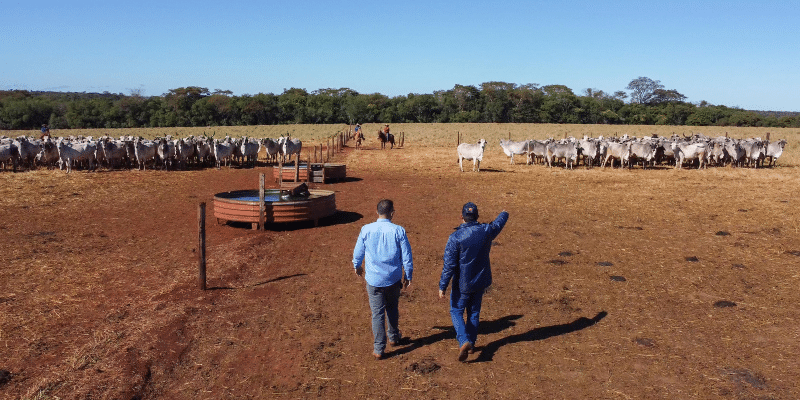Fazenda Santa Virgínia | Premix