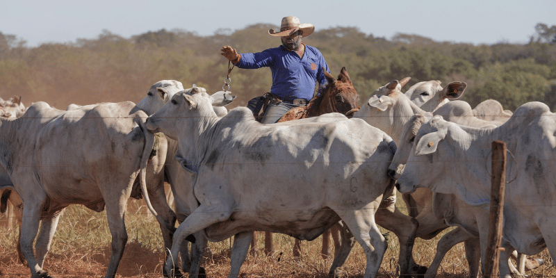 Fazenda Santa Virgínia | Premix