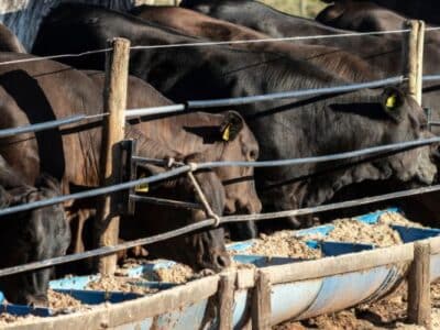 “Vacas Sequestradas” na Pecuária – O que é?