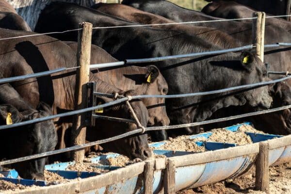 “Vacas Sequestradas” na Pecuária – O que é?