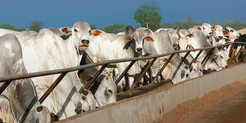 Artigo — Manejo de dejetos e oportunidades