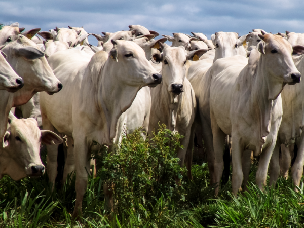 Nutrição Animal Bovina no Pré e Pós-Protocolo de IATF
