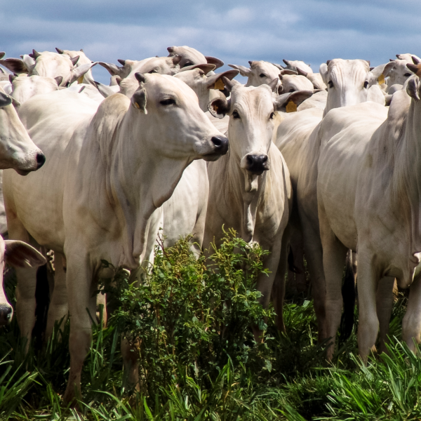 Nutrição Animal Bovina no Pré e Pós-Protocolo de IATF