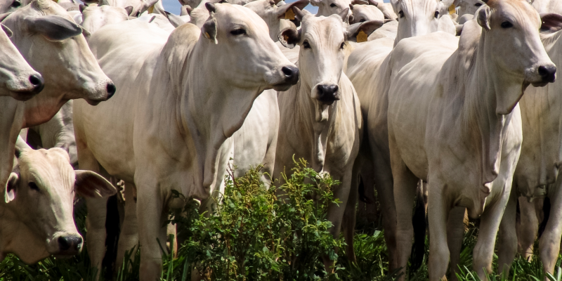 Nutrição Animal Bovina no Pré e Pós-Protocolo de IATF