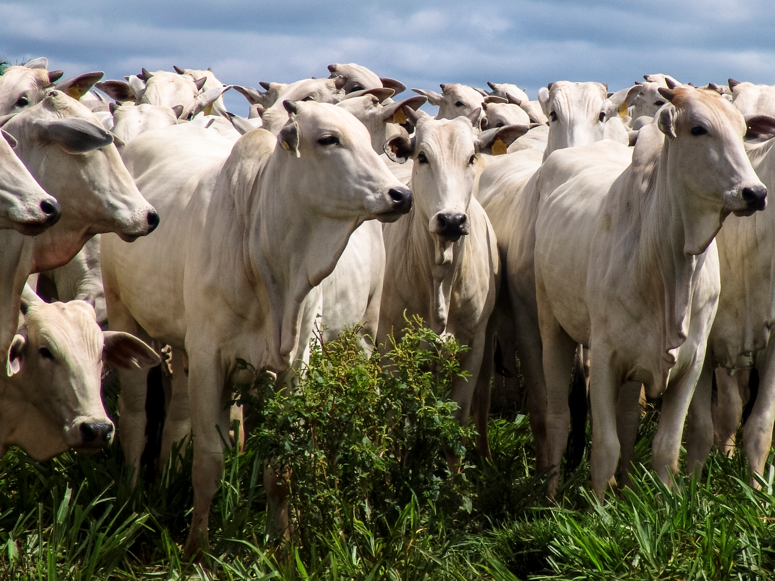 Nutrição Animal Bovina no Pré e Pós-Protocolo de IATF