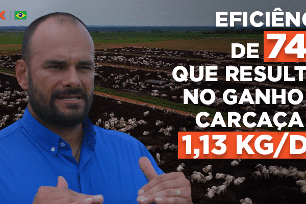 Pecuária no Norte do Brasil: O Case de Sucesso da Agropecuária LJ com a Premix | Blog Premix